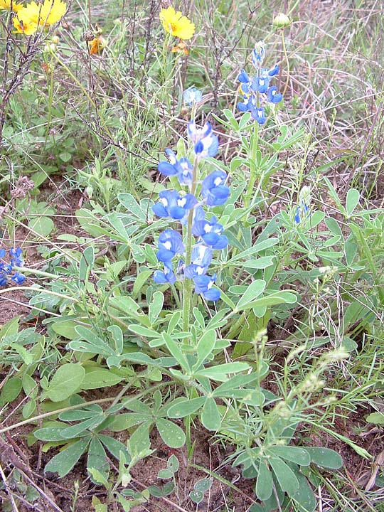 Lupinus