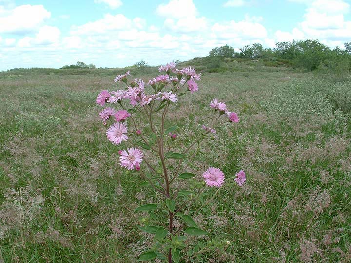 Palafoxia