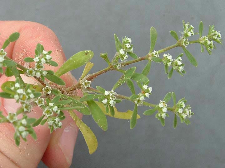 Paronychia