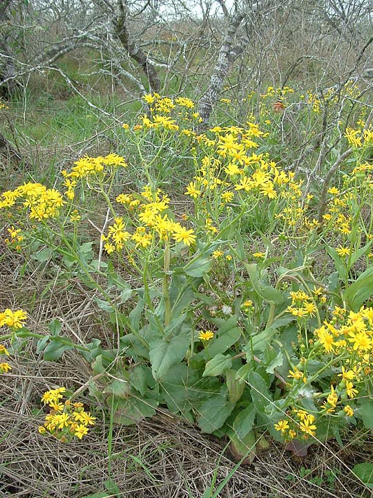 Senecio