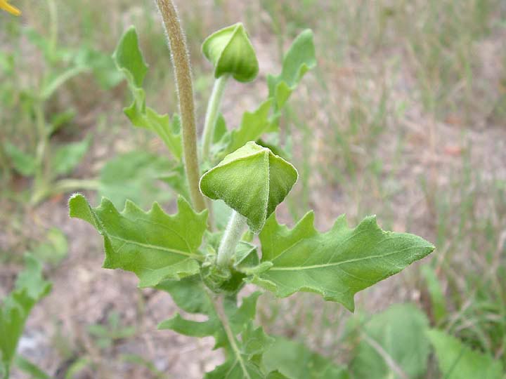 Tetragonotheca
