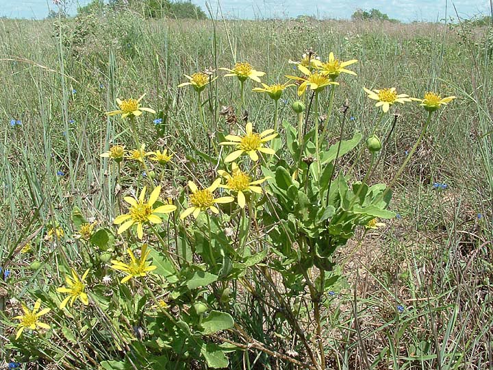 Tetragonotheca