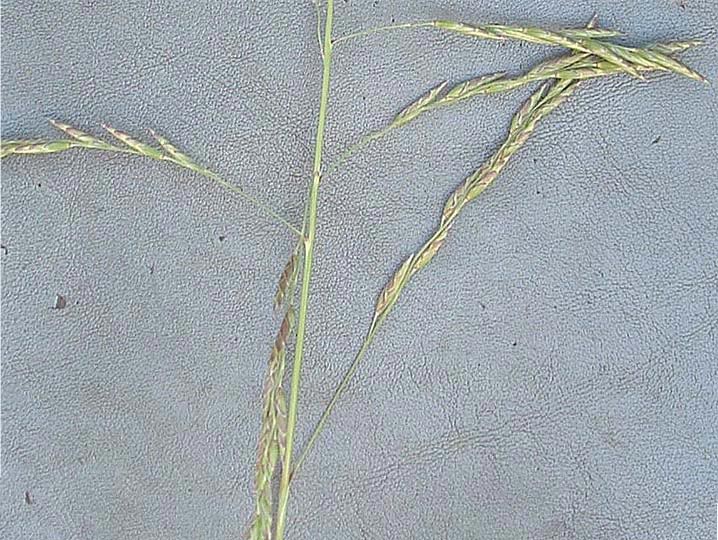 Vaseyochloa