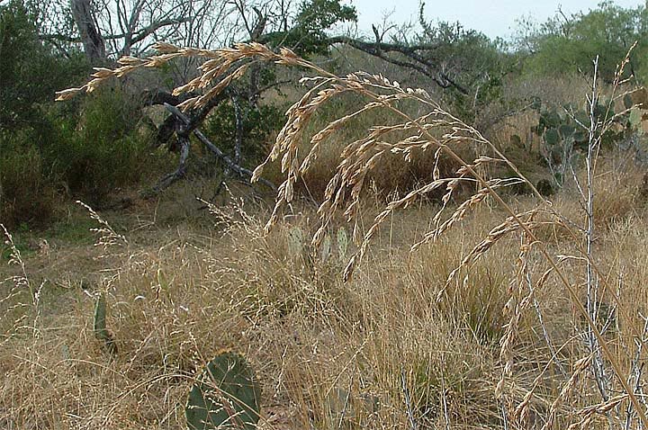 Vaseyochloa