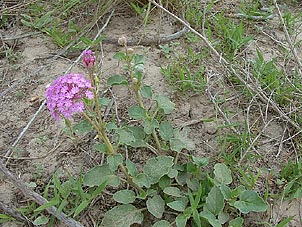 Abronia ameliae