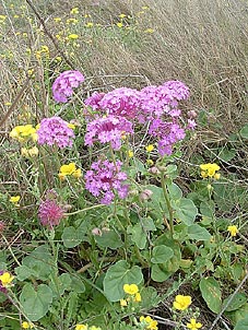 Abronia ameliae