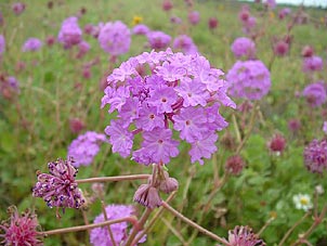 Abronia ameliae