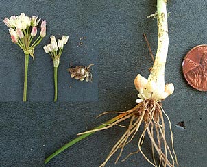 Allium elmendorfii