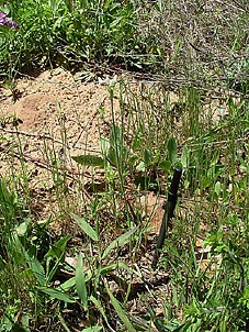 Allium elmendorfii