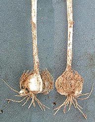 Allium runyonii