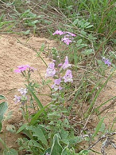 Brazoria arenaria