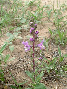 Brazoria arenaria