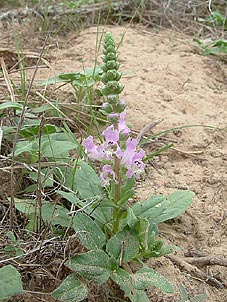 Brazoria arenaria