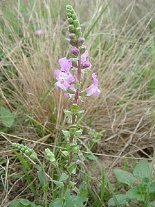 Brazoria arenaria