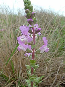 Brazoria arenaria