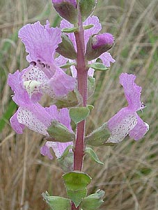 Brazoria arenaria