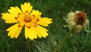 Coreopsis nuecensis