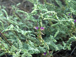 Dalea austrotexana