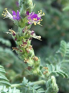 Dalea austrotexana