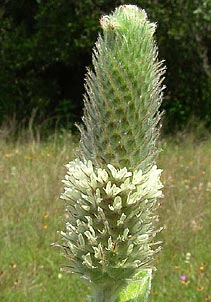 Dalea obovata