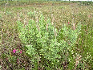 Dalea obovata