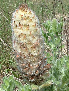 Dalea obovata