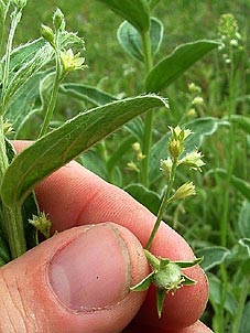 Ditaxis pilosissima