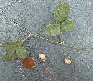 Galactia canescens