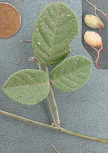Galactia canescens