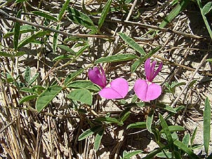 Galactia heterophylla