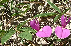Galactia heterophylla