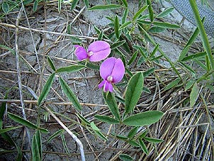 Galactia heterophylla