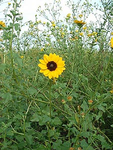 Helianthus praecox</i> var. <i>runyonii
