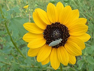 Helianthus praecox</i> var. <i>runyonii