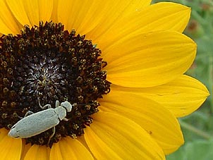 Helianthus praecox</i> var. <i>runyonii