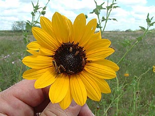 Helianthus praecox</i> var. <i>runyonii