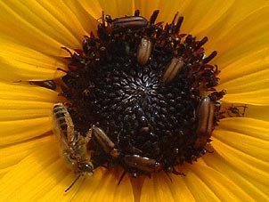 Helianthus praecox</i> var. <i>runyonii
