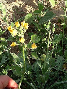Lesquerella grandiflora