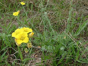 Lesquerella grandiflora