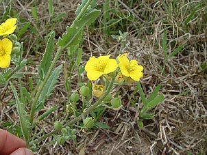 Lesquerella grandiflora