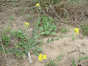 Lesquerella grandiflora