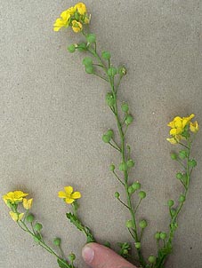 Lesquerella grandiflora