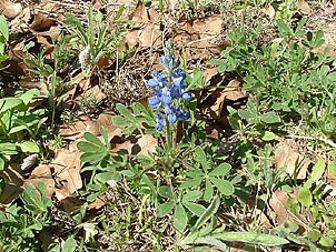 Lupinus subcarnosus