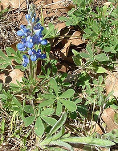 Lupinus subcarnosus