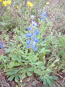Lupinus subcarnosus