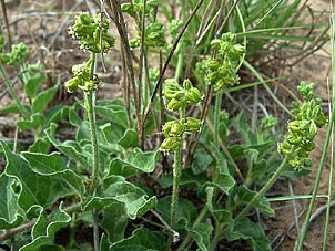 Matelea parviflora