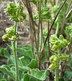 Matelea parviflora