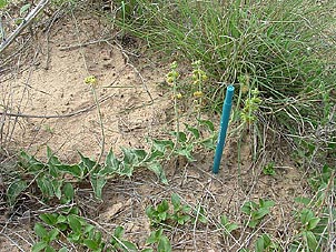 Matelea parviflora