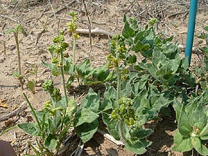 Matelea parviflora