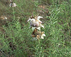 Monarda fruticulosa